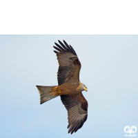 گونه کورکور سیاه Black Kite